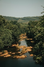 a river running through a lush green forest