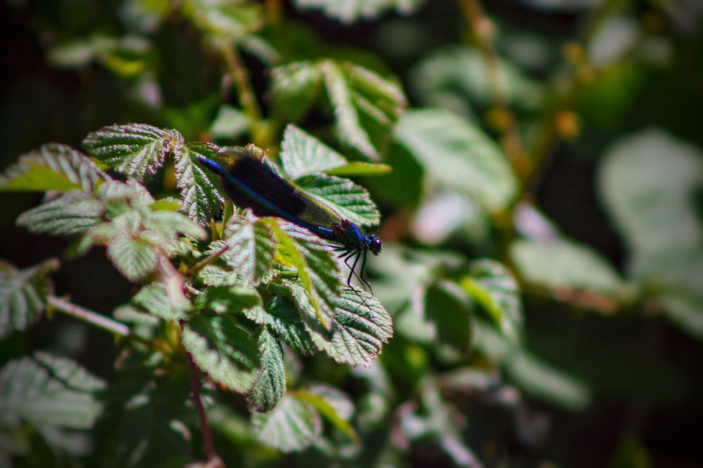 a blue insect sitting on top of a leaf covered tree