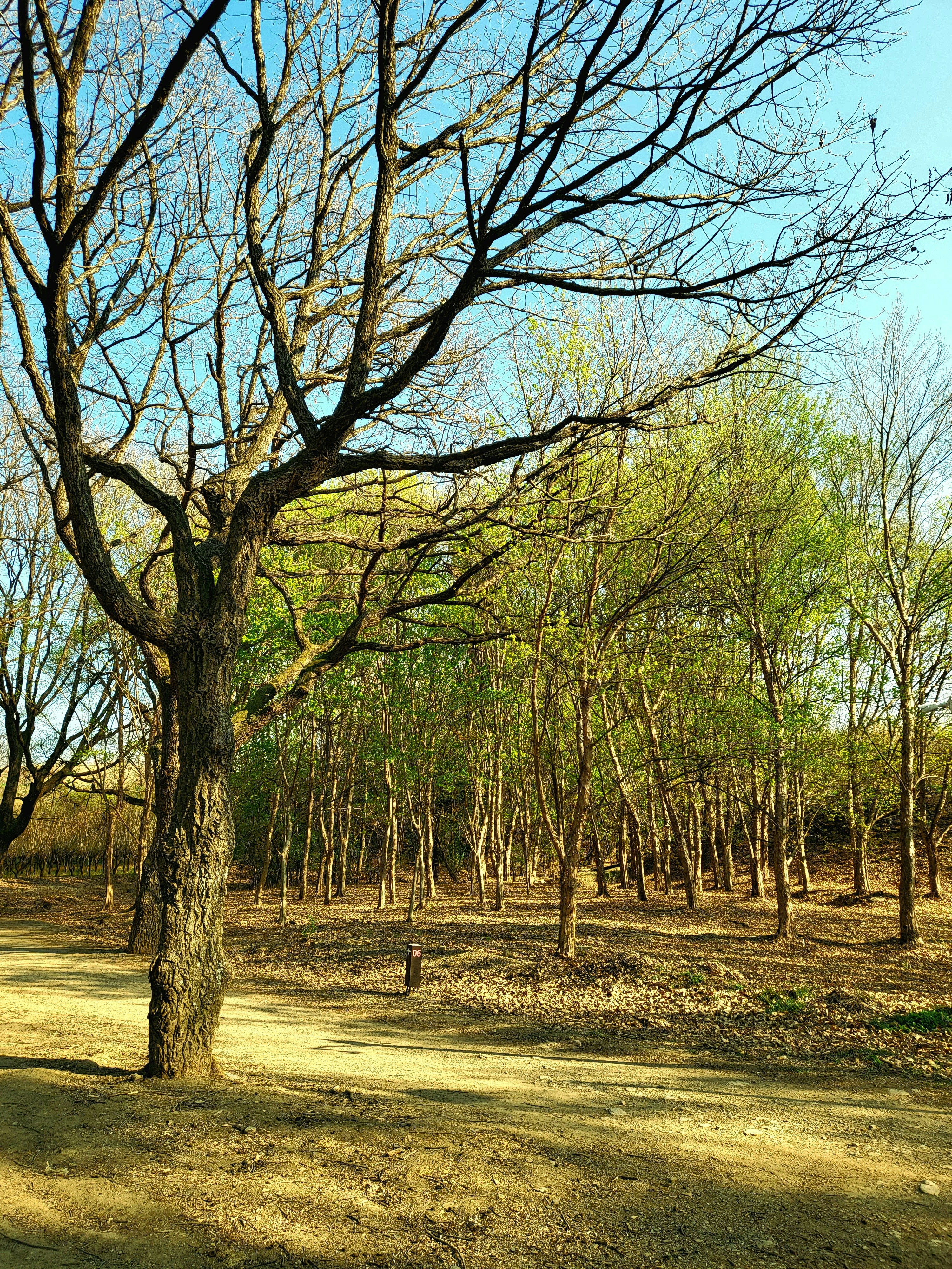 a dirt road surrounded by trees with no leaves