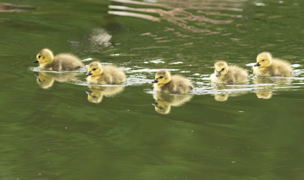 a group of ducklings swimming in a pond