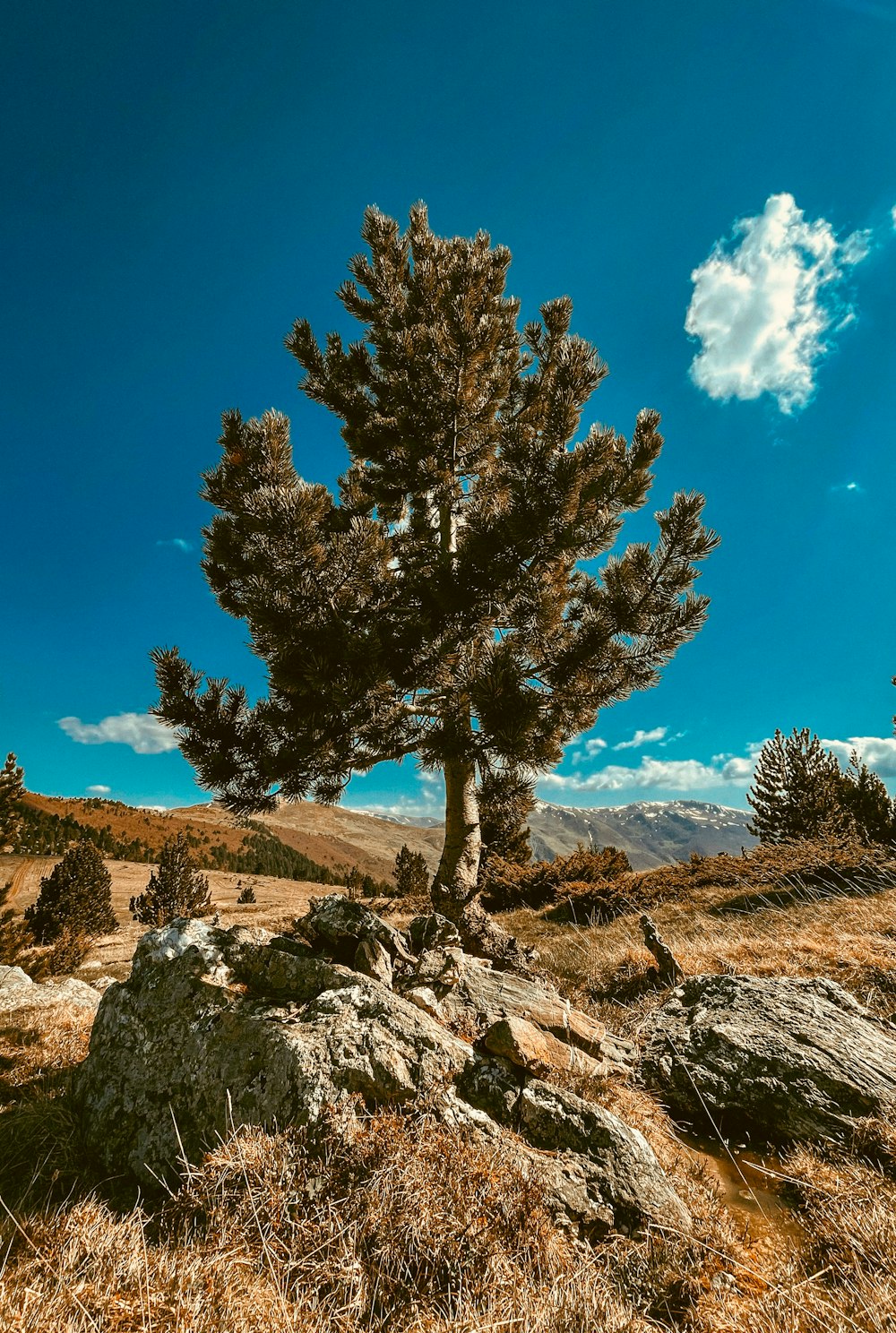 a lone pine tree on a rocky outcropping