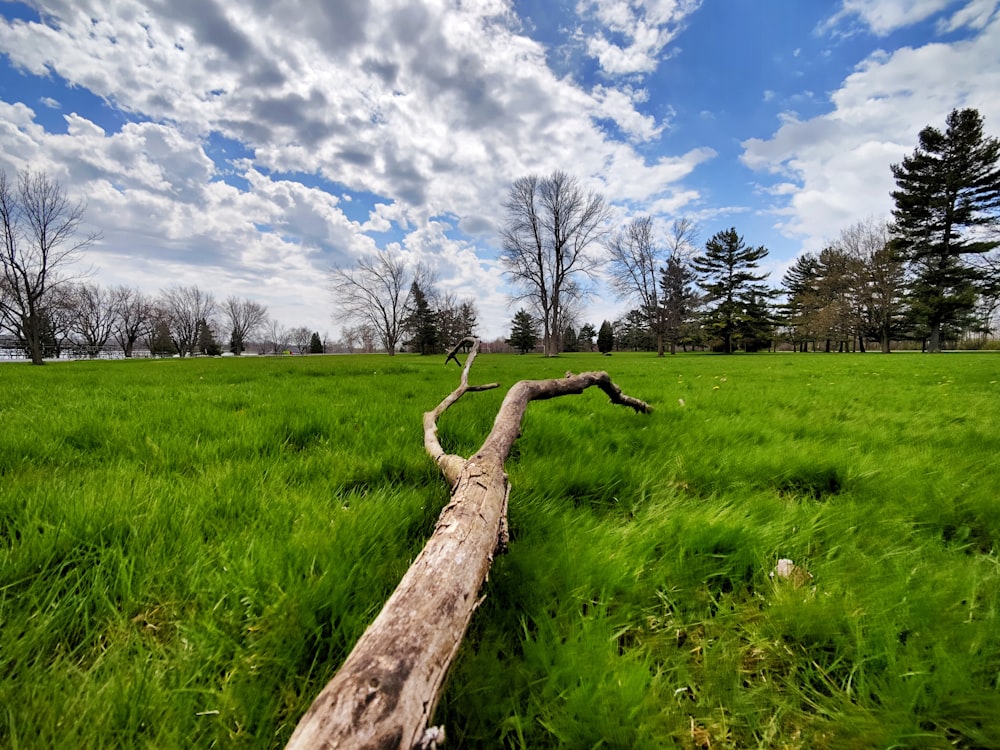 a fallen tree in a grassy field under a cloudy sky