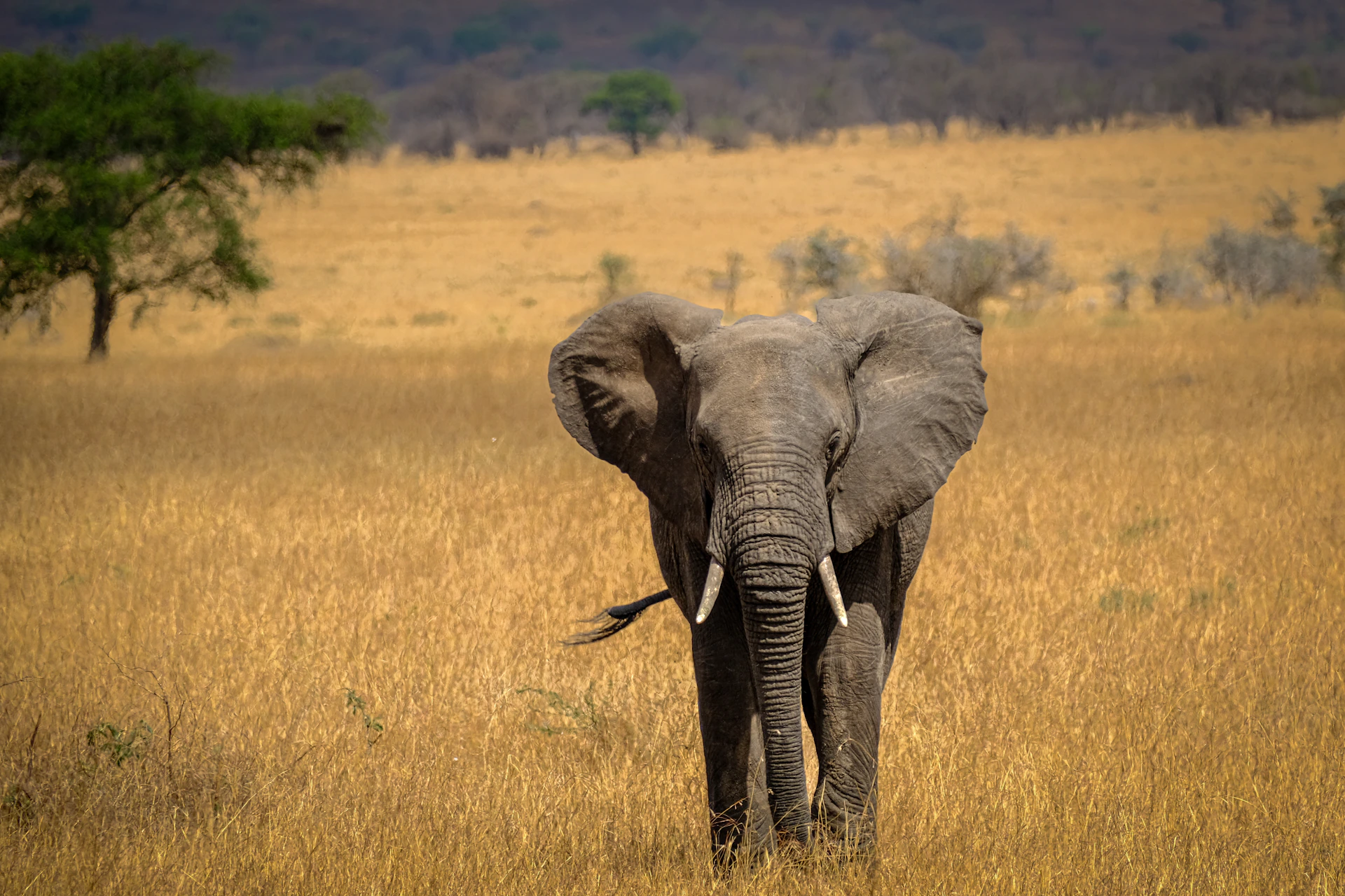 an elephant standing in a field with trees in the background