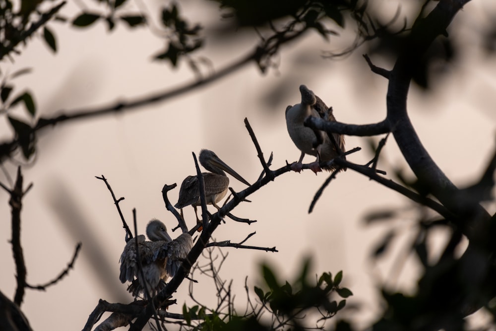 나뭇가지 위에 앉아 있는 한 무리의 새들