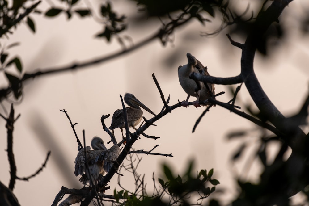 a group of birds sitting on top of a tree branch