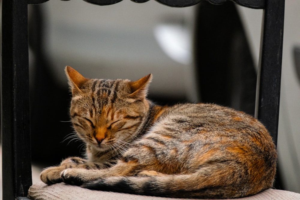 a cat is sleeping on a chair outside