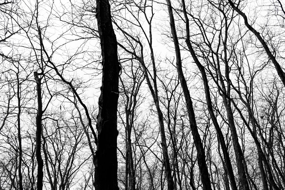 a black and white photo of trees with no leaves