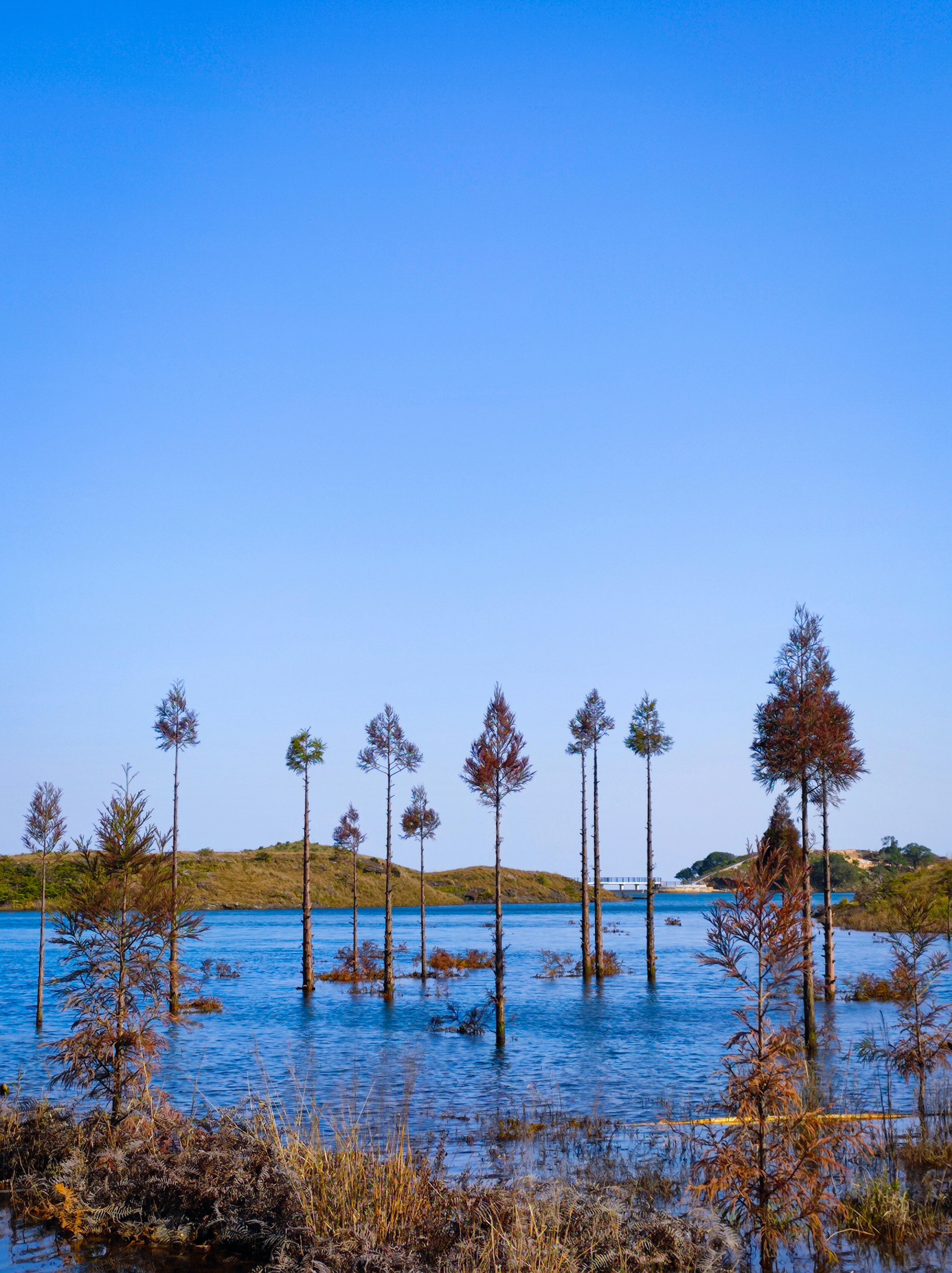 A bunch of trees that are in the water photo – Free Nature Image on ...