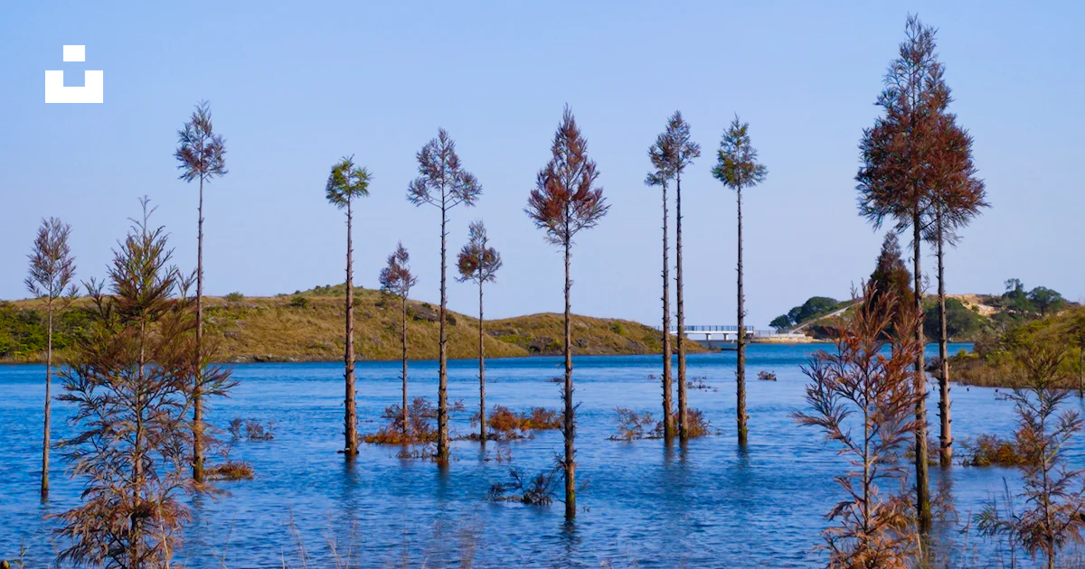 A bunch of trees that are in the water photo – Free Nature Image on ...