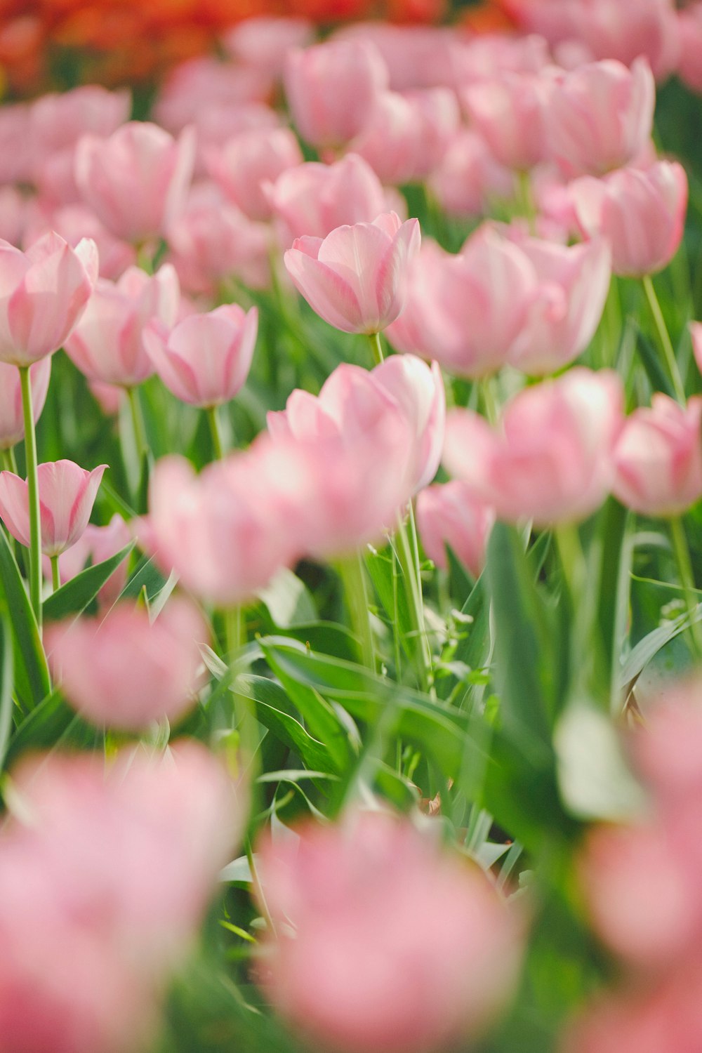 a field of pink flowers with green leaves