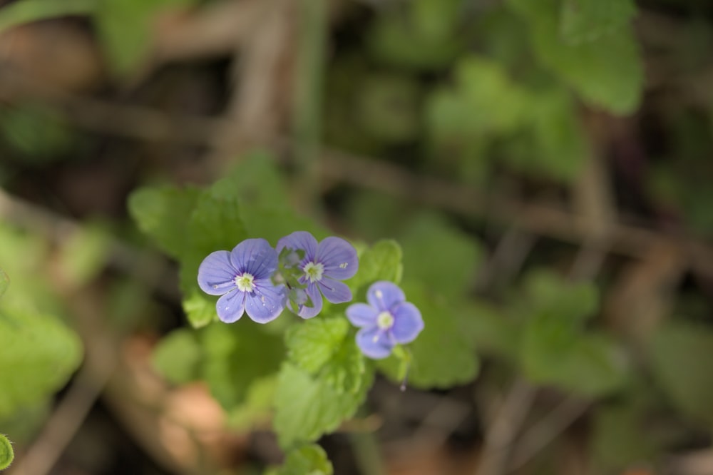 a group of small blue flowers sitting on top of a green plant