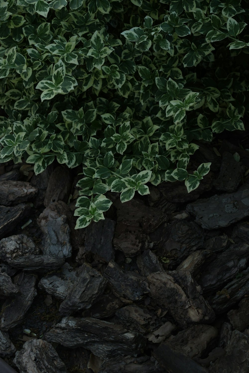 a close up of a plant on a pile of rocks