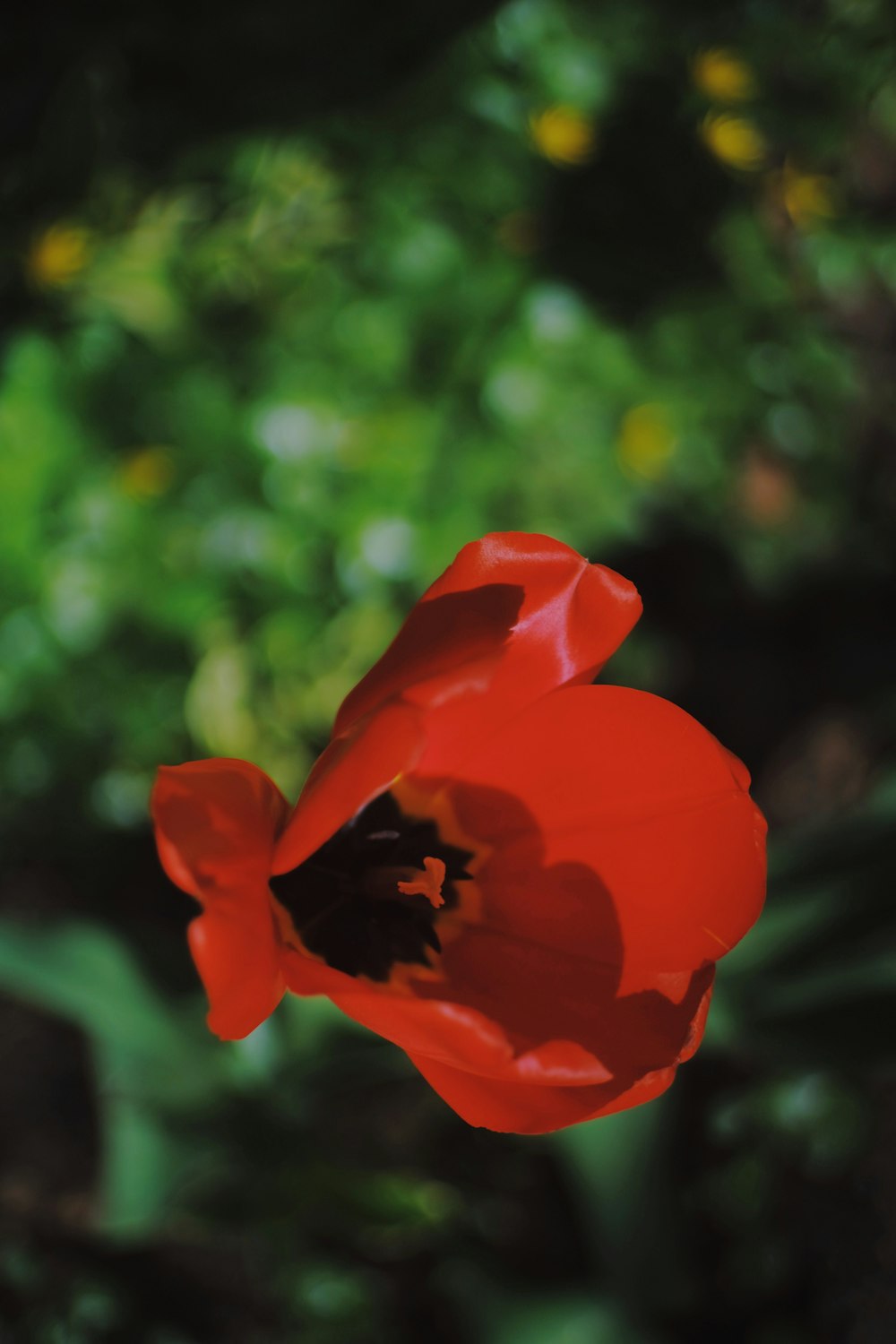 a red flower with a green background