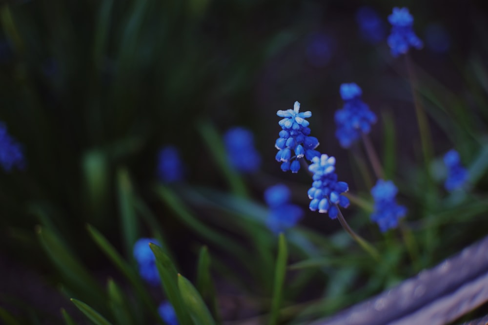 a bunch of blue flowers that are in the grass