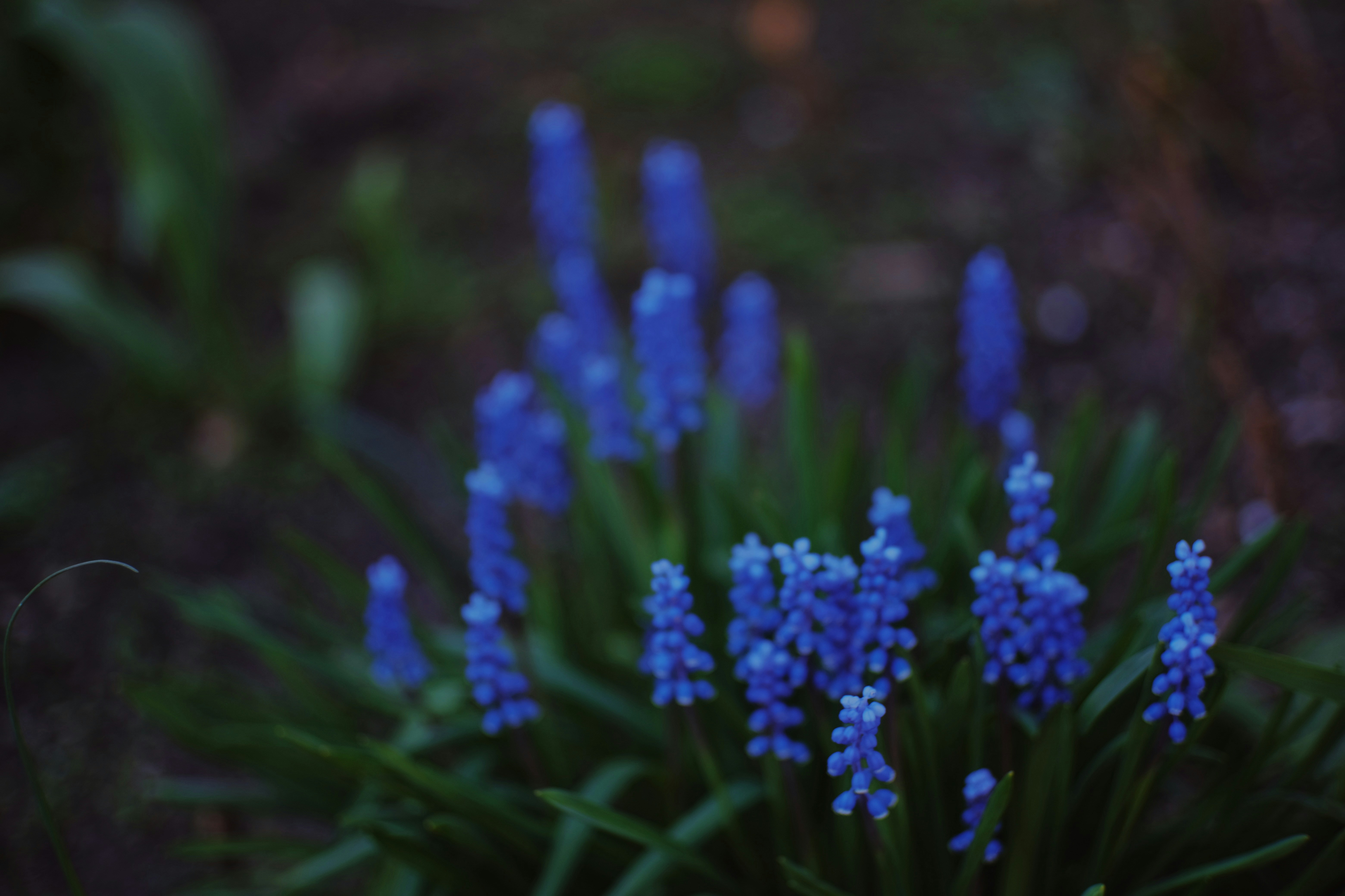 Photo by sesambrotchen