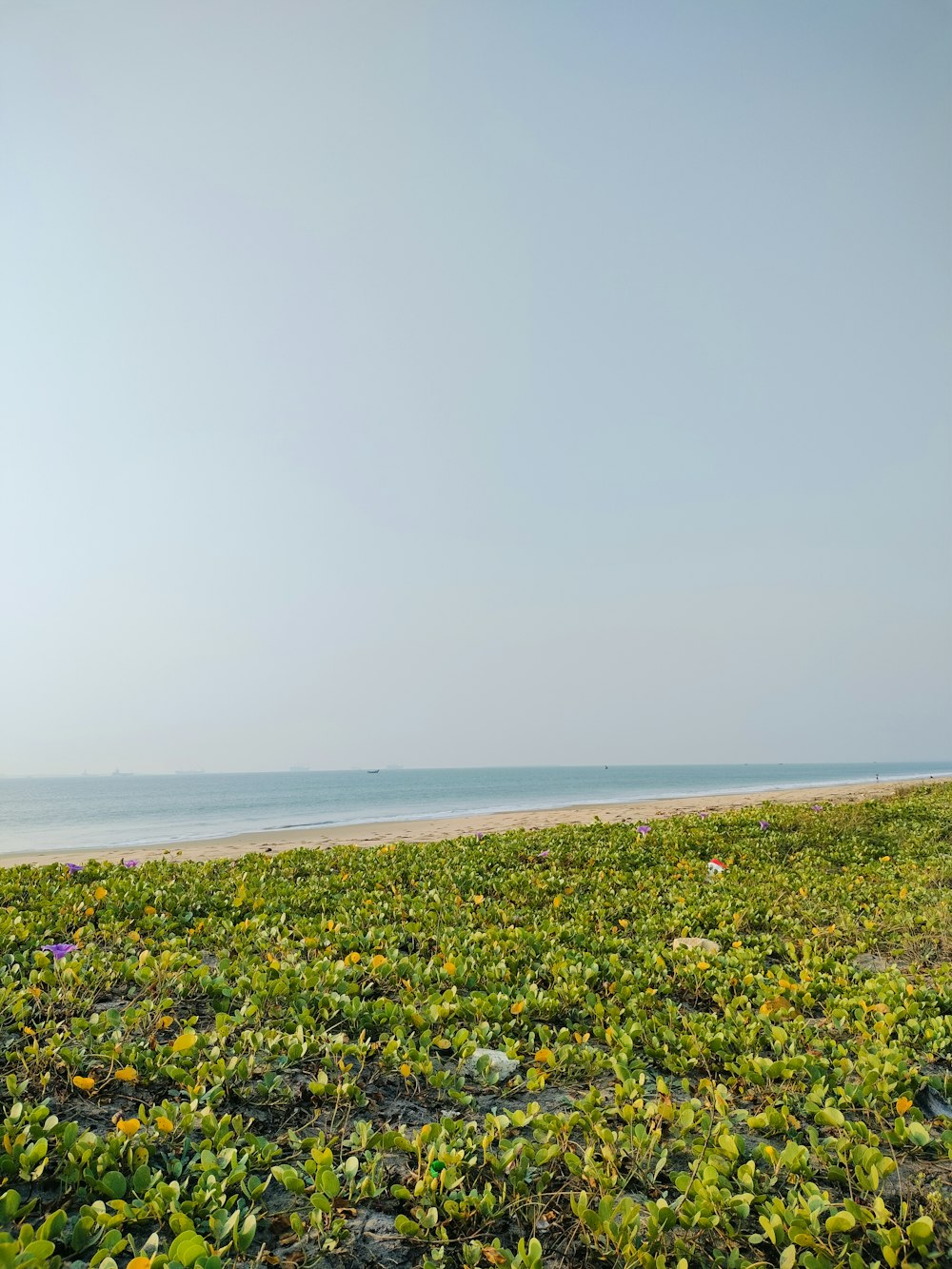 a man riding a surfboard on top of a lush green field