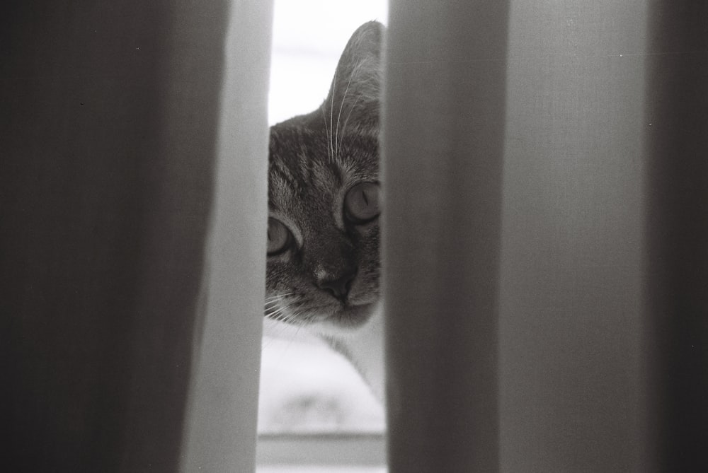 a cat peeking out from behind a curtain