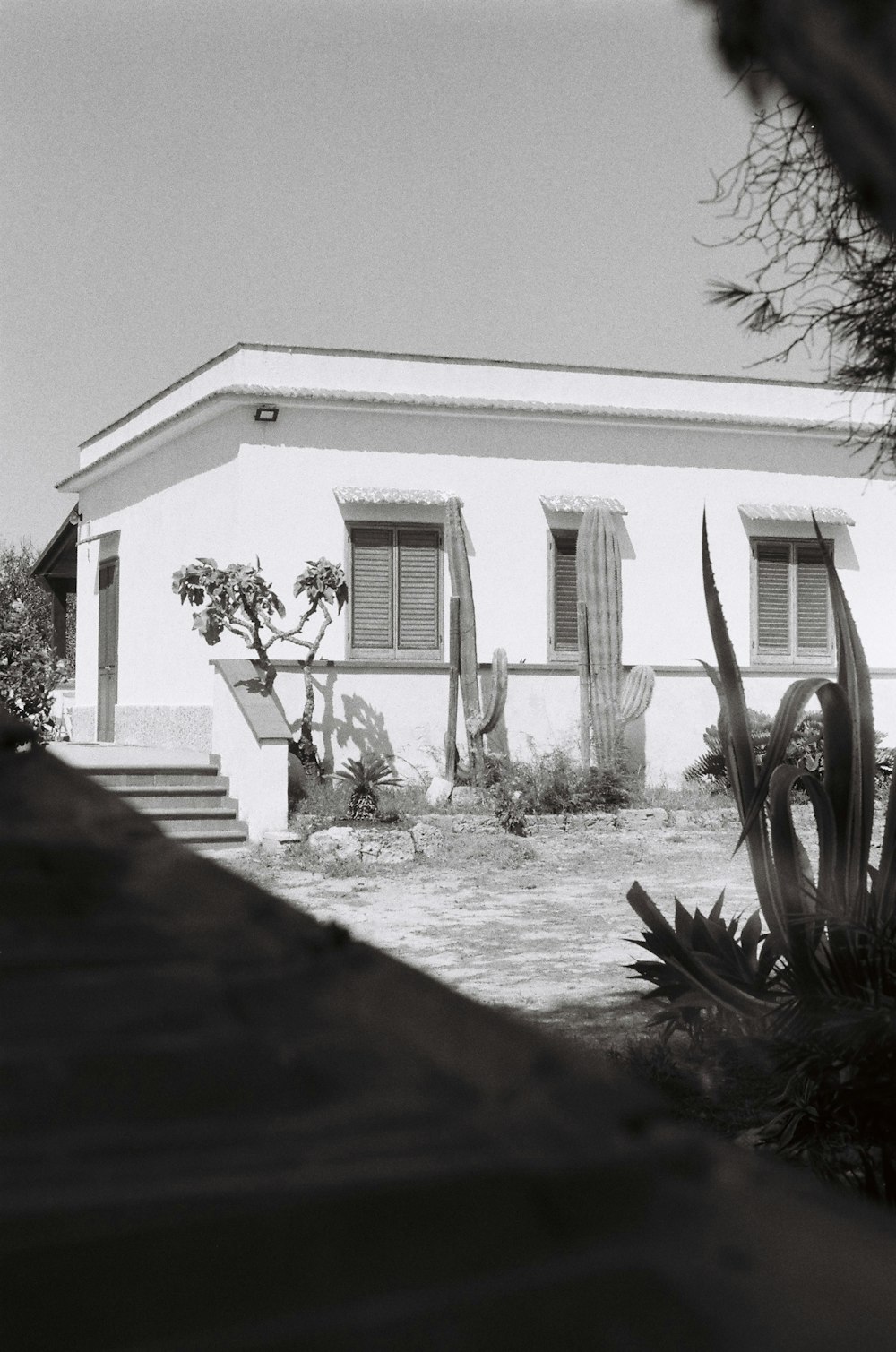 une maison avec un cactus devant elle