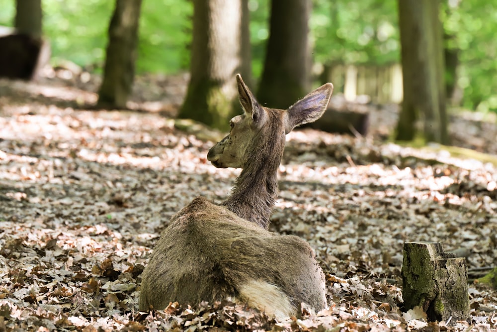 a deer sitting in the middle of a forest