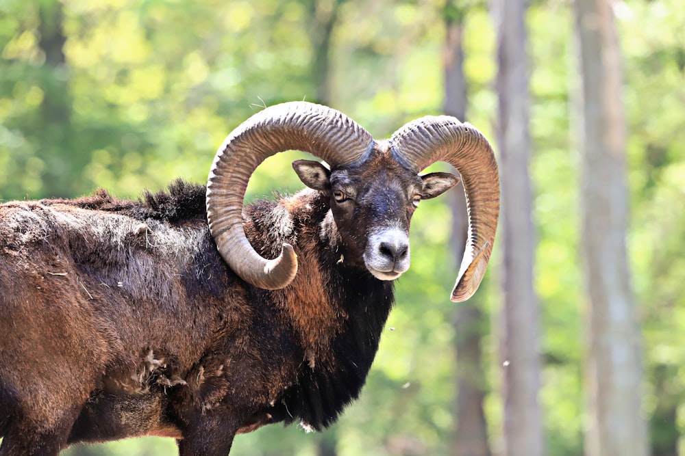 a ram with large horns standing in a forest