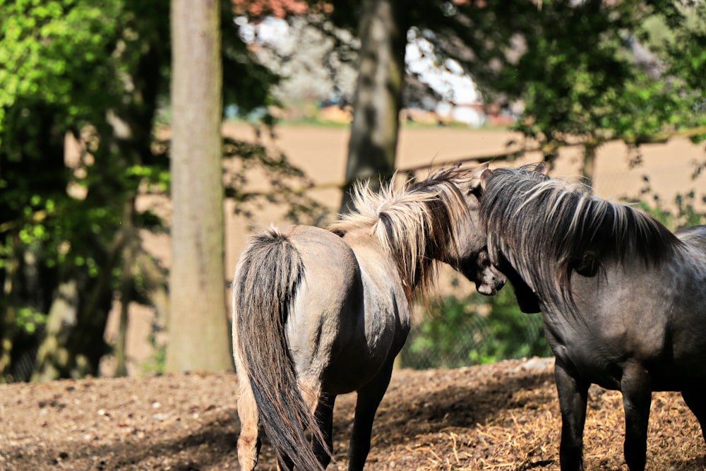 a couple of horses standing next to each other