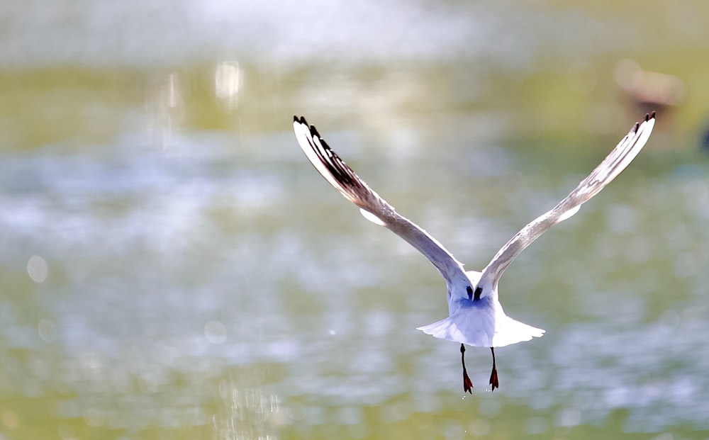 a bird flying over a body of water