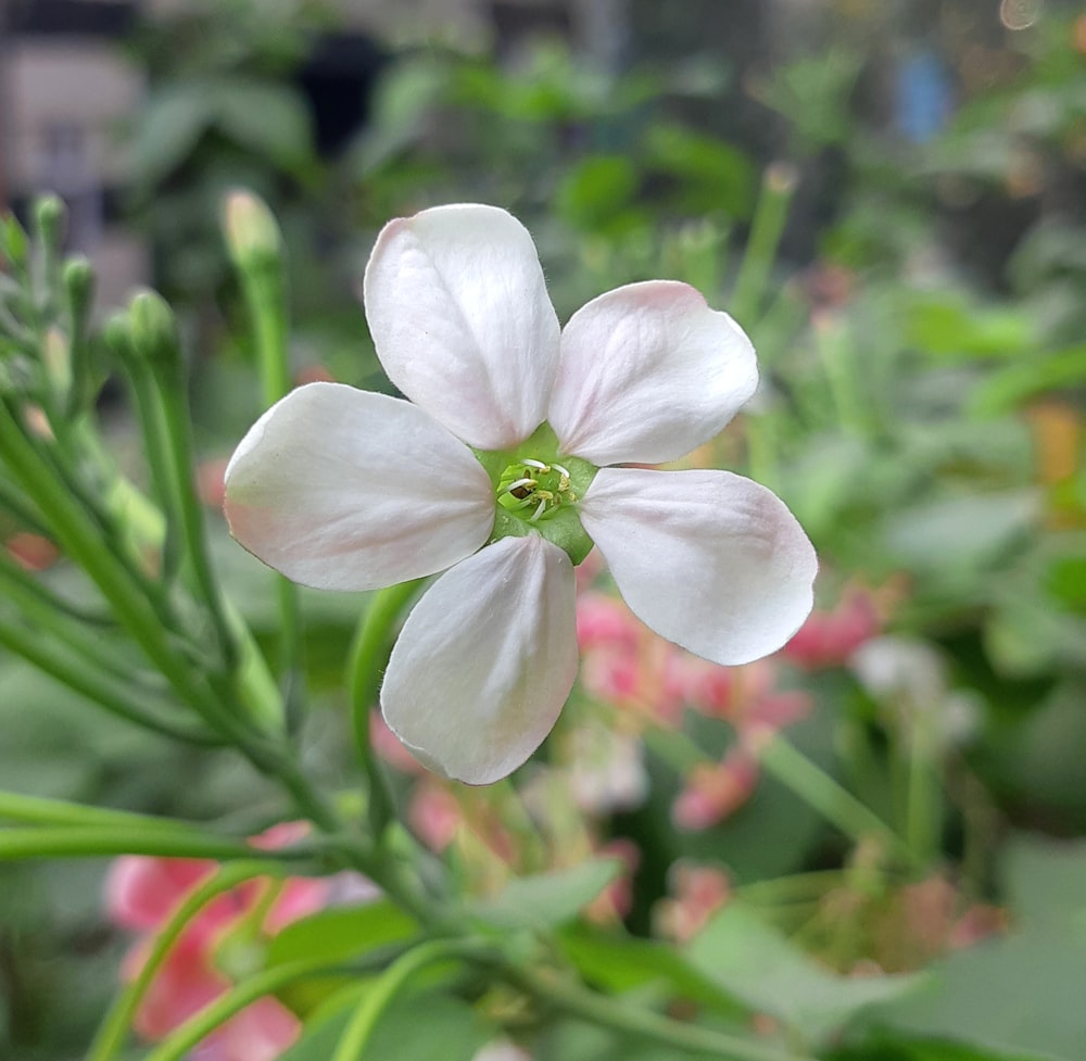 um close up de uma flor branca em um jardim