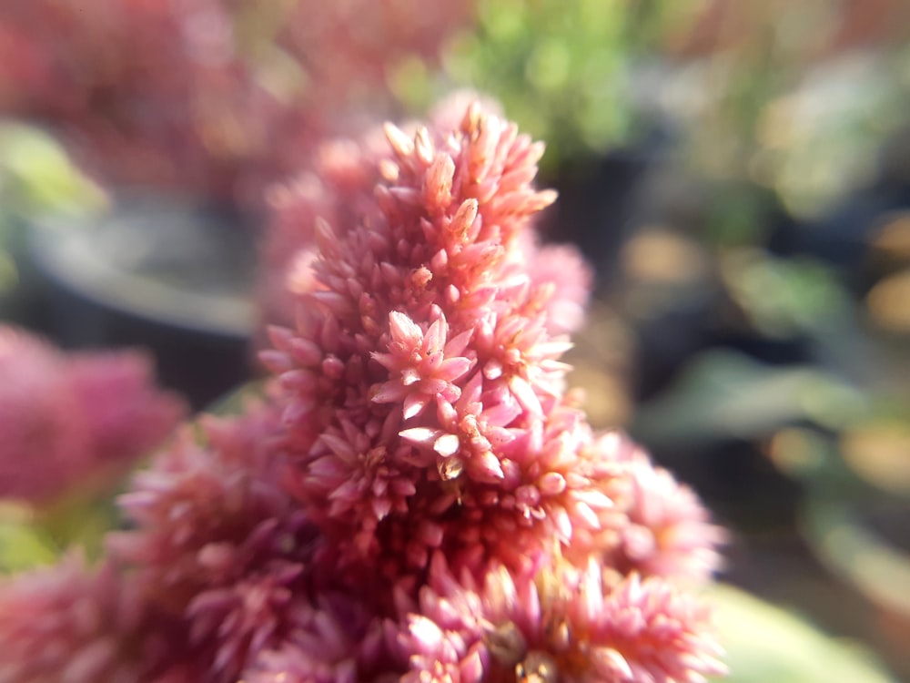 a close up view of a pink flower