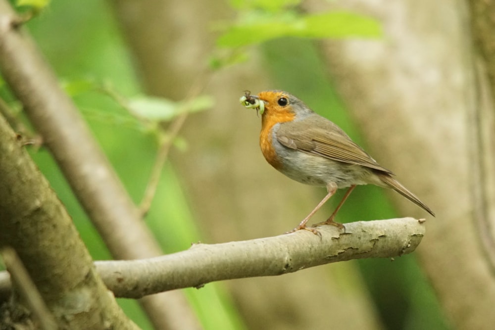 a small bird perched on a tree branch