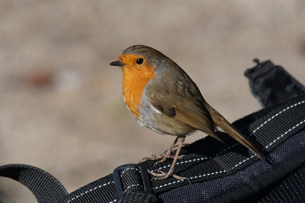 a small bird perched on top of a black bag