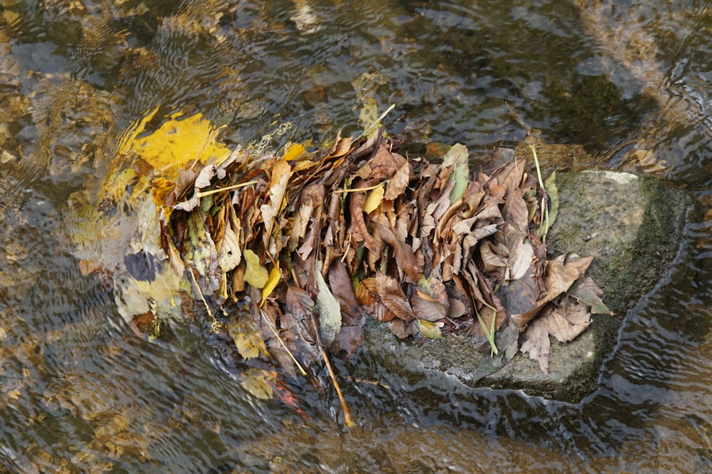 a pile of leaves sitting on top of a rock in a river