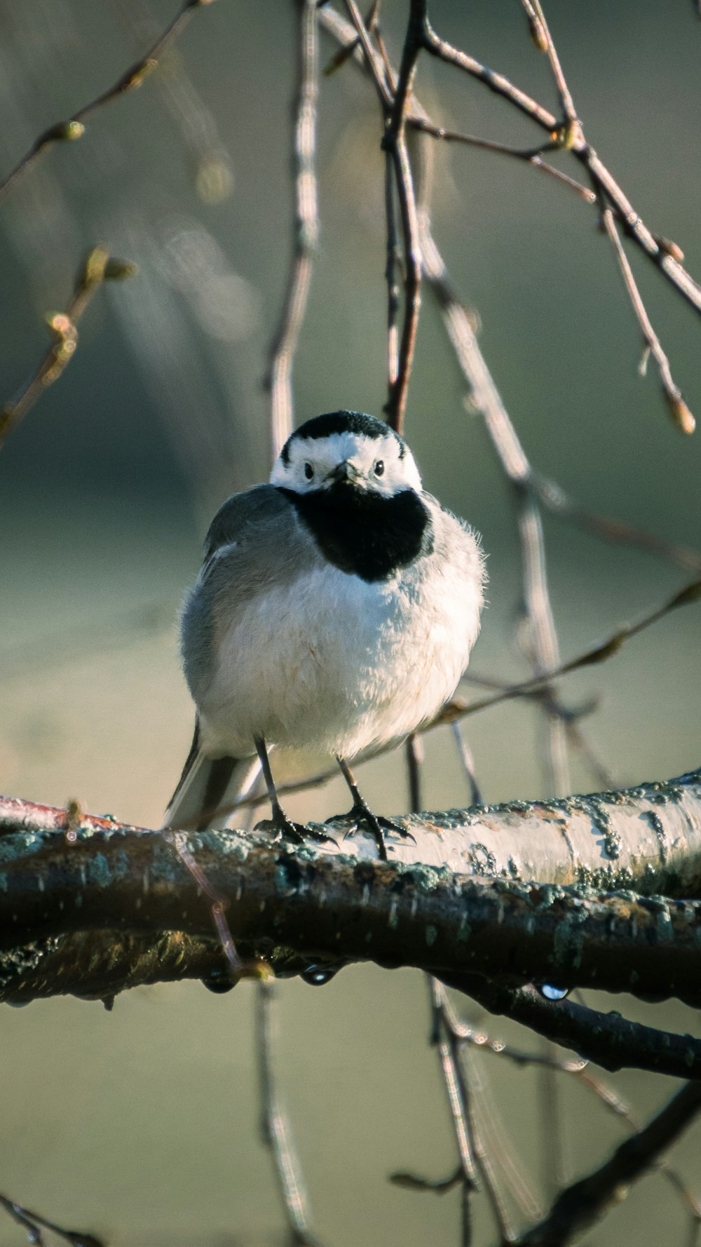 a small bird perched on a tree branch