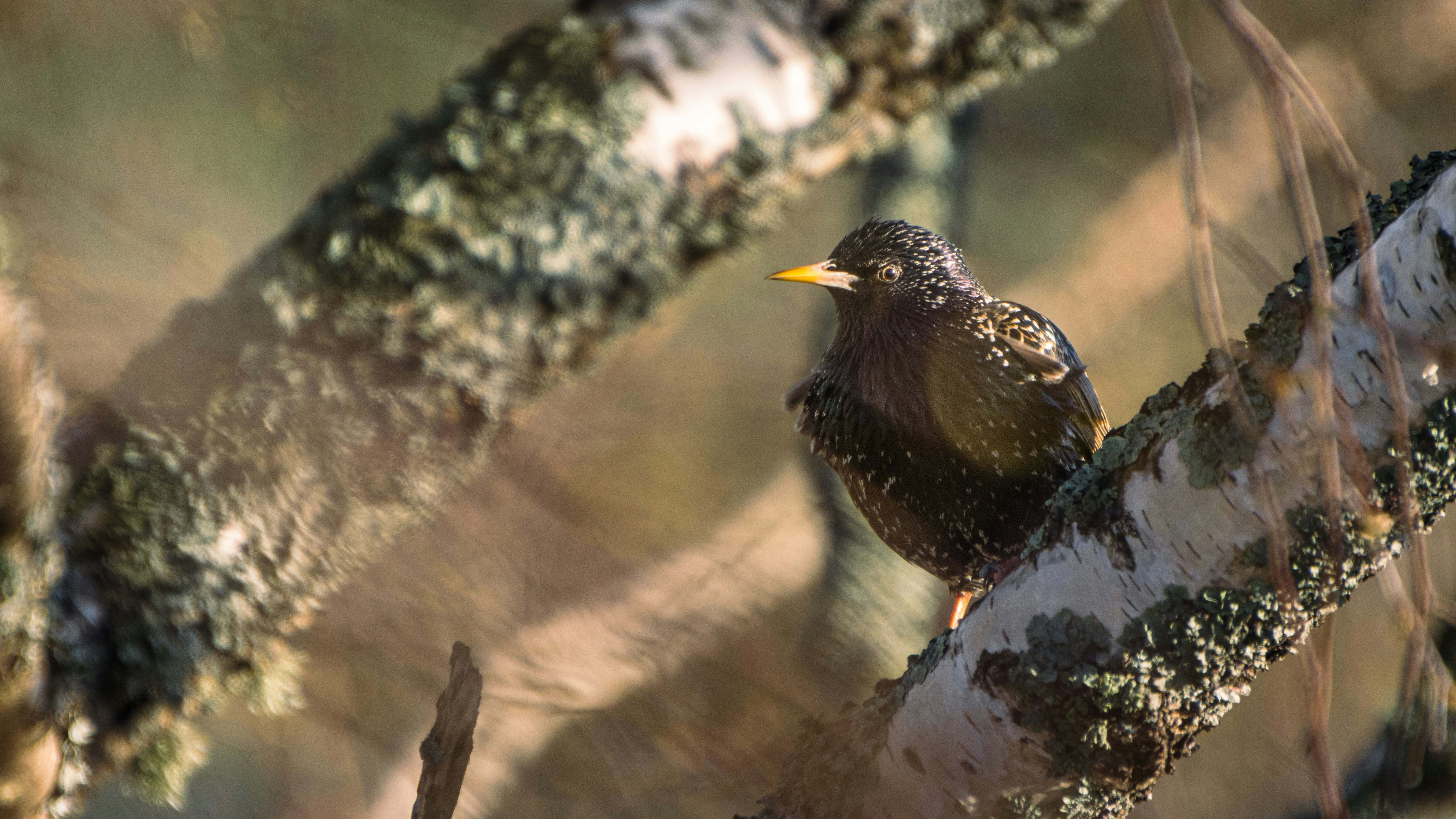 Photo by juho_aleksi_luomala