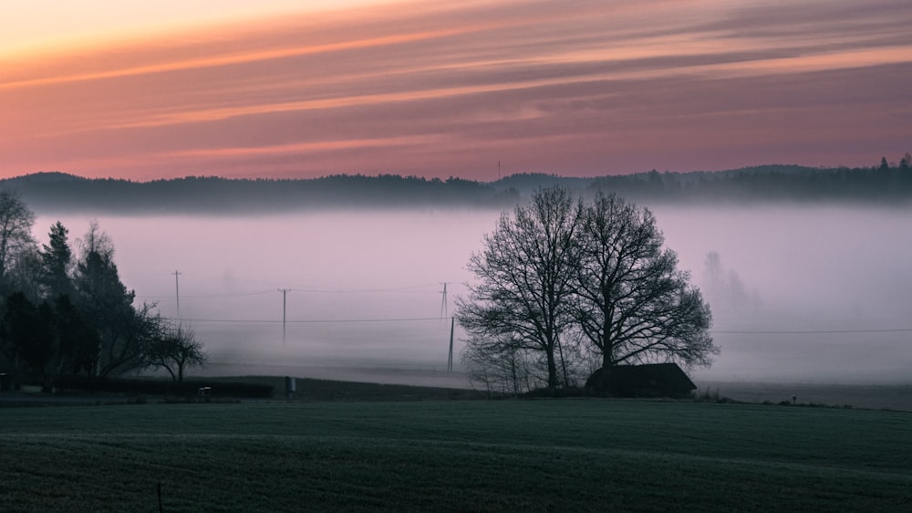 a foggy field with trees in the distance