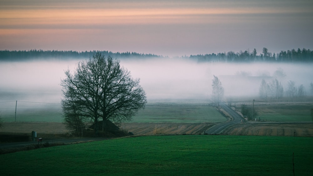 a foggy field with a lone tree in the foreground