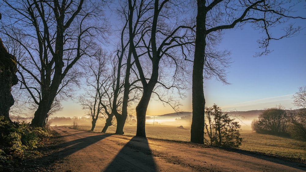 a dirt road surrounded by trees and fog