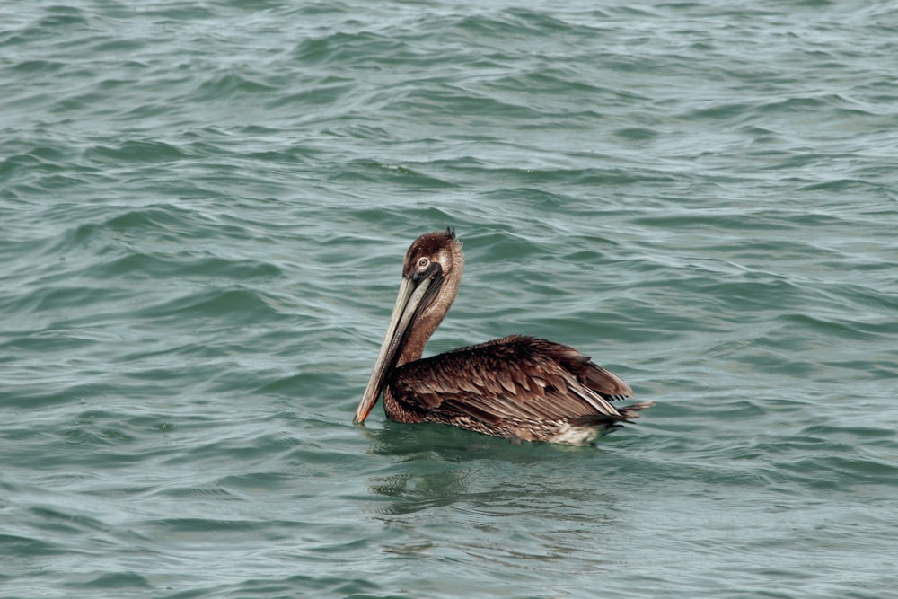 a brown pelican floating on top of a body of water