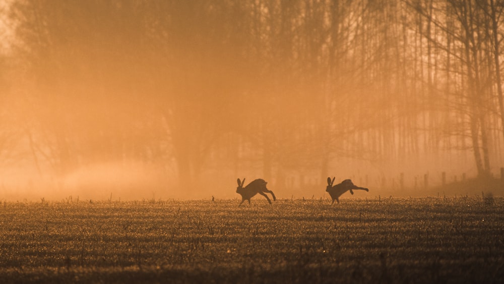 two dogs running in a field in the fog