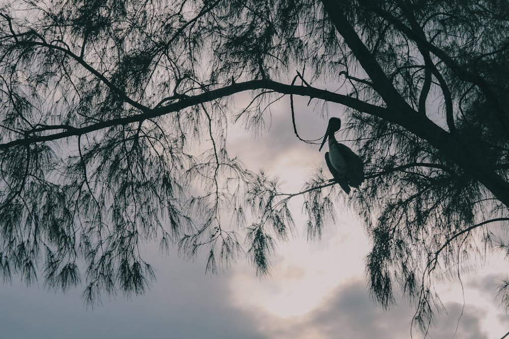 a bird sitting on a tree branch in front of a cloudy sky