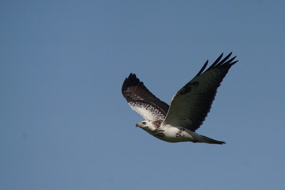 a large bird flying through a blue sky