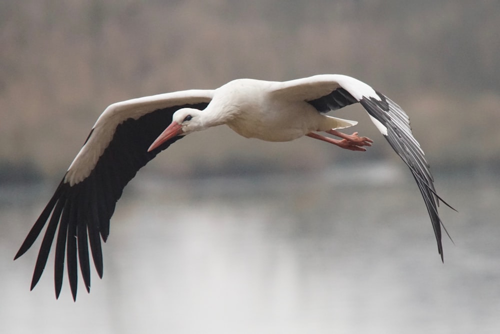 a white and black bird flying over a body of water