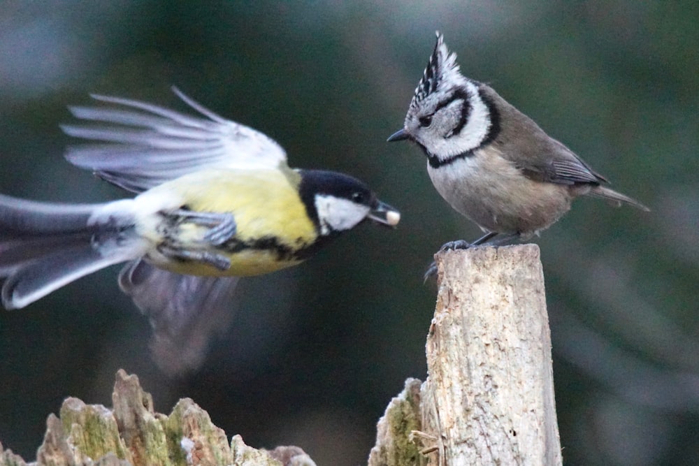 a couple of birds flying next to each other