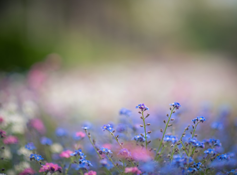 a bunch of blue and pink flowers in a field