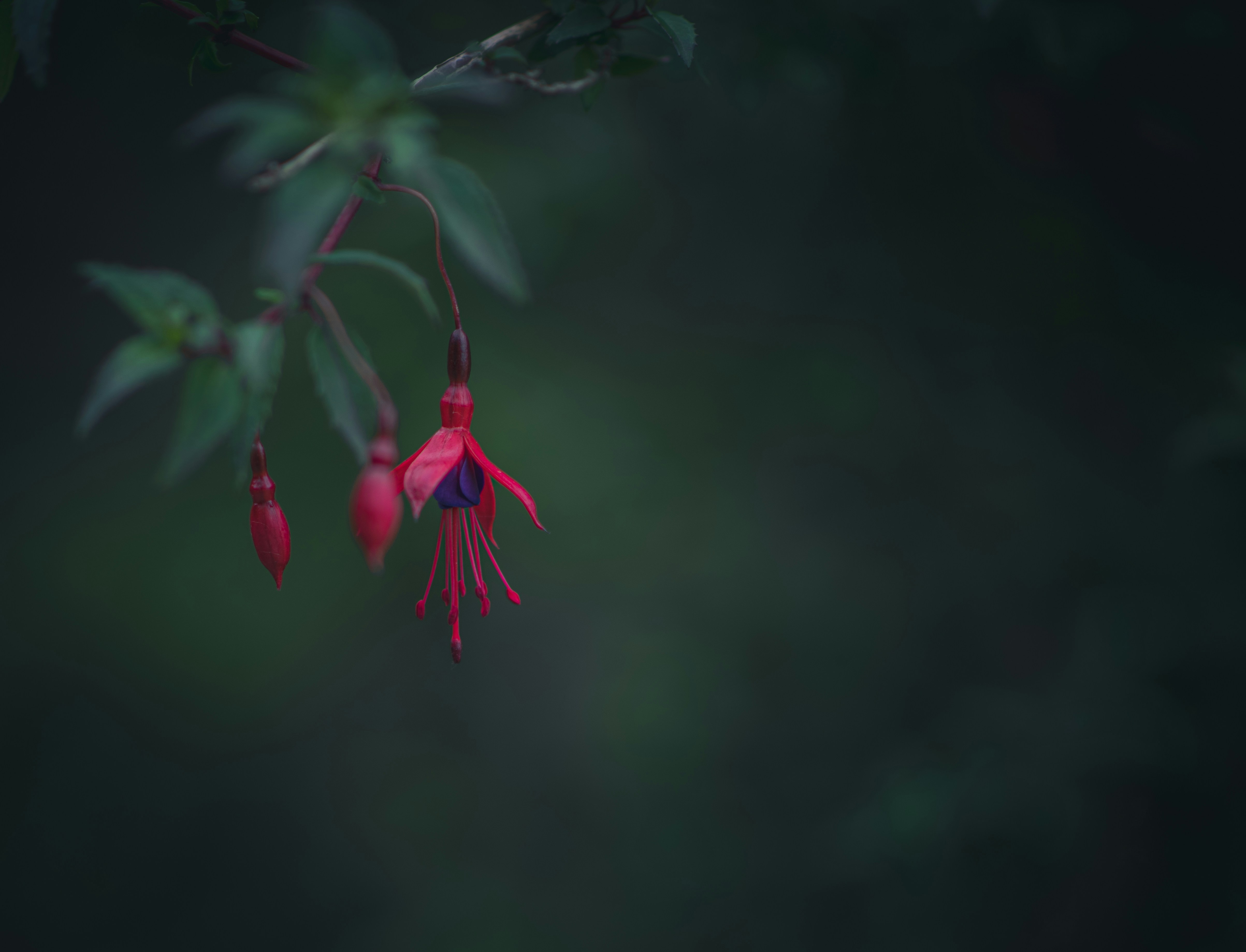 una flor roja que cuelga de la rama de un árbol