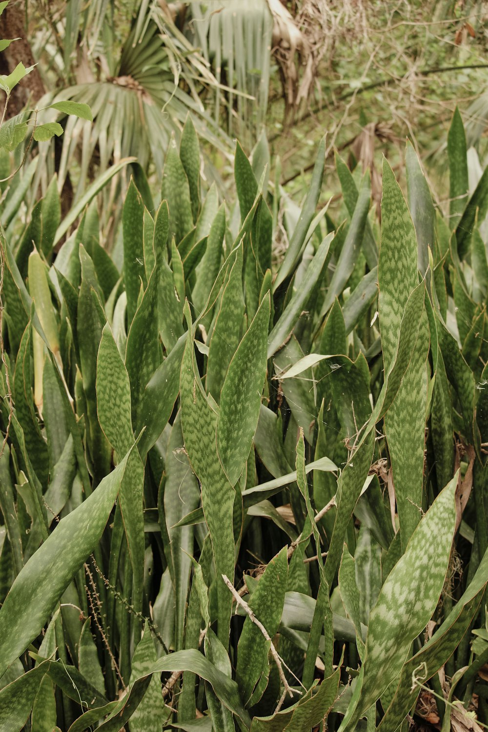 a bunch of green plants in a field