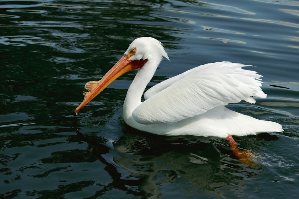 a white pelican with a fish in it's mouth