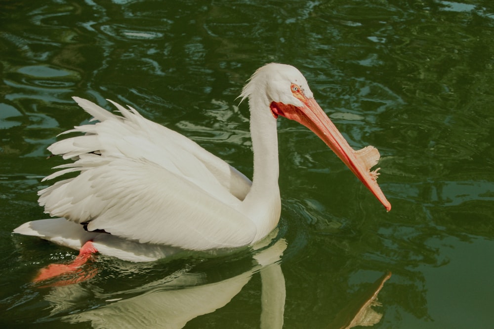 a large white bird floating on top of a body of water