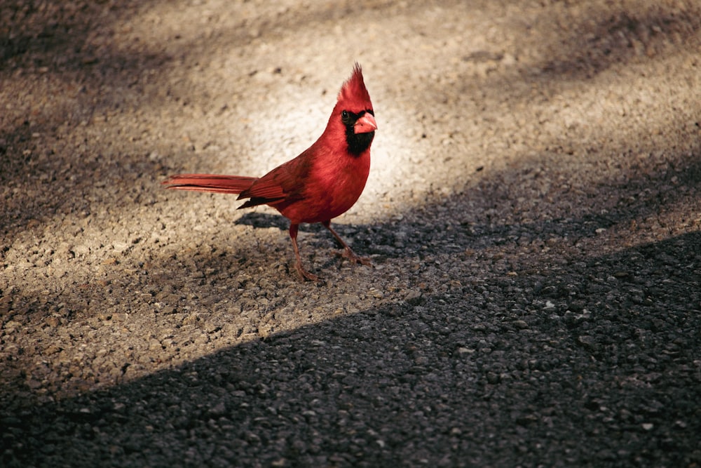 um pássaro vermelho está de pé no chão