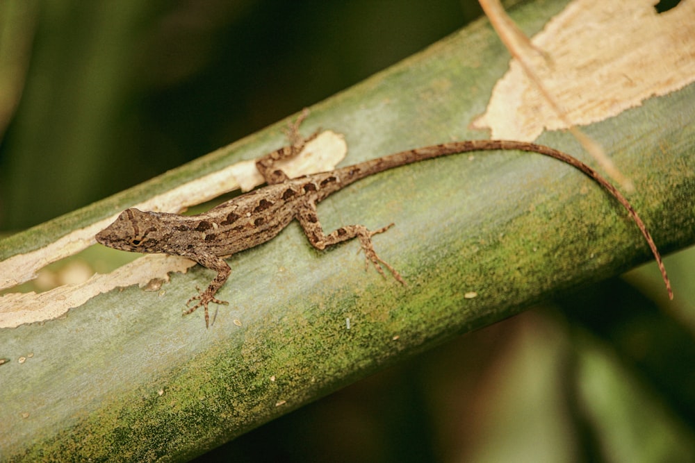 a small lizard is sitting on a tree branch