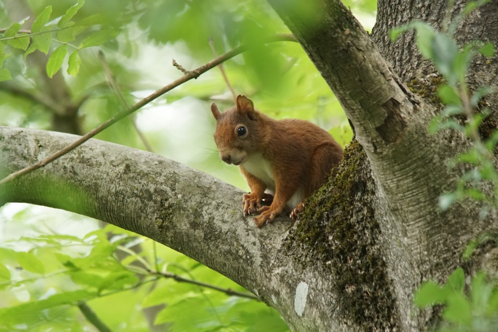 a squirrel is sitting on a tree branch